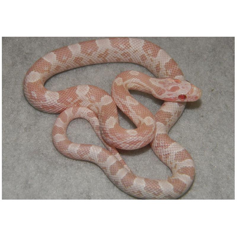 Sarpele de Porumb Elaphe guttata snow - imagine 4